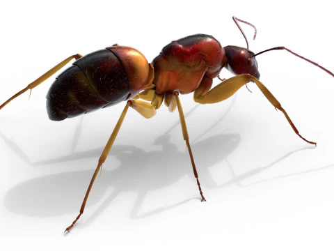 Semut Tukang Kayu Merah Kecil Model 3D