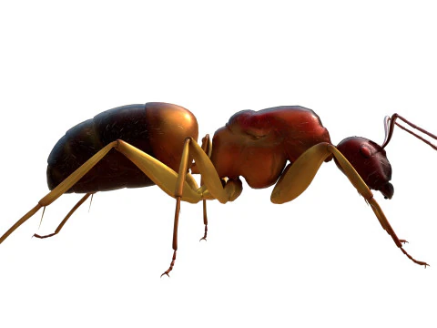 Semut Tukang Kayu Merah Kecil Model 3D