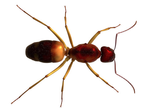 Lesser Red Carpenter Ant 3D 模型