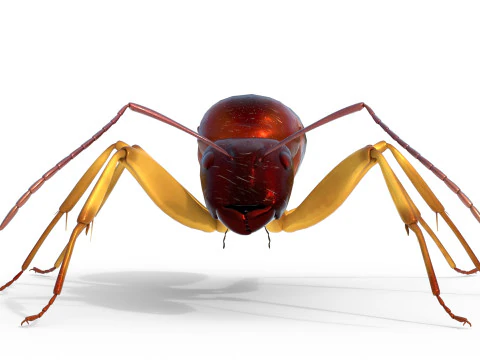 Semut Tukang Kayu Merah Kecil Model 3D