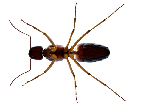 Semut Tukang Kayu Merah Kecil Model 3D