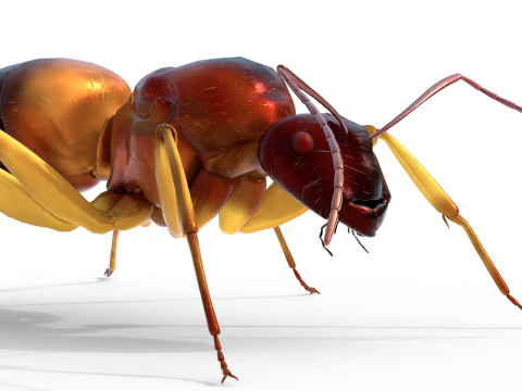 Semut Tukang Kayu Merah Kecil Model 3D