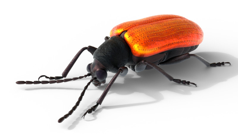 Lilioceris cheni leaf beetle 3D मॉडल .c4d .max .obj .3ds .fbx .stl .blend
