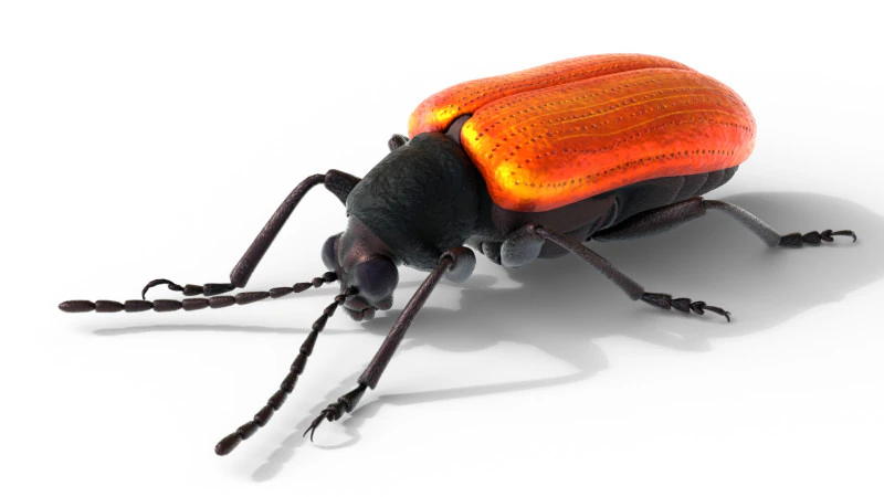 Lilioceris cheni leaf beetle 3D Model .c4d .max .obj .3ds .fbx .stl .blend