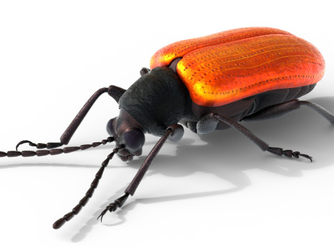 Lilioceris cheni leaf beetle Modelo 3D