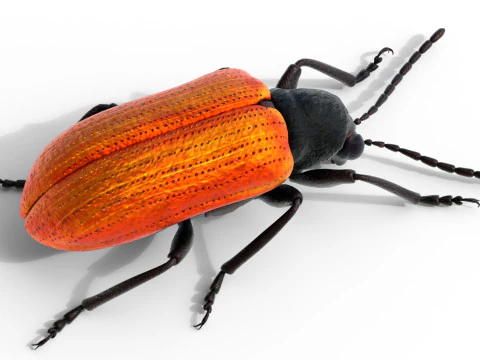 Lilioceris cheni leaf beetle 3D Model
