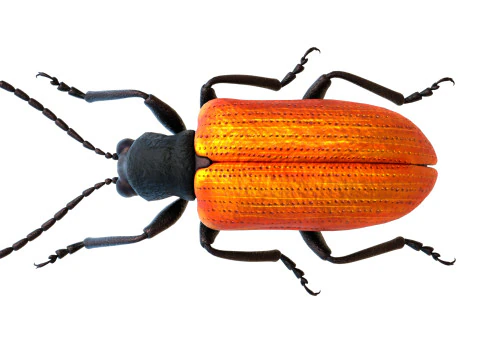 Lilioceris cheni leaf beetle 3D Model