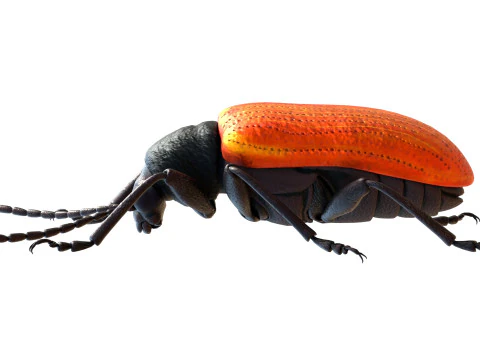 Lilioceris cheni leaf beetle 3D Model