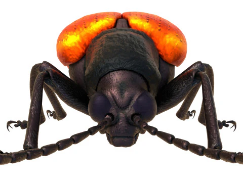 Lilioceris cheni leaf beetle 3D Model
