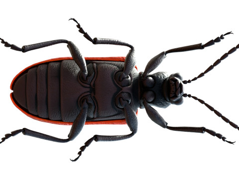 Lilioceris cheni leaf beetle 3D मॉडल