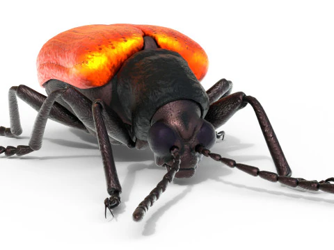 Lilioceris cheni leaf beetle 3D Model