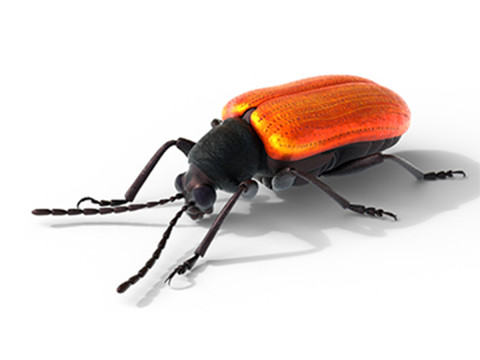 Lilioceris cheni leaf beetle 3D मॉडल