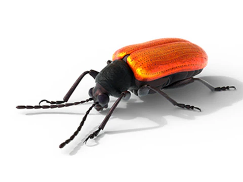Lilioceris cheni leaf beetle 3D Model