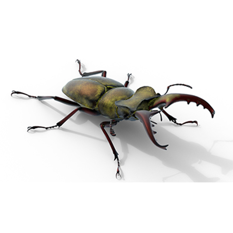 Lucanus maculifemoratus stag beetle 3D 模型 .c4d .max .obj .3ds .fbx .stl .blend 