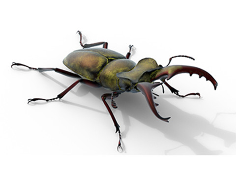 Lucanus maculifemoratus stag beetle Modelo 3D