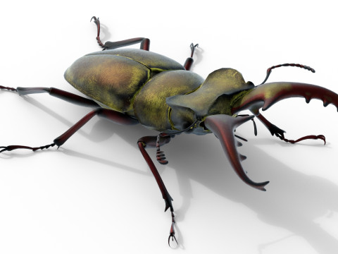 Lucanus maculifemoratus stag beetle 3D 模型