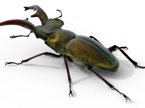 Lucanus maculifemoratus stag beetle 3D Model