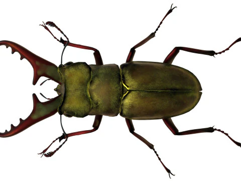 Lucanus maculifemoratus stag beetle 3D Model