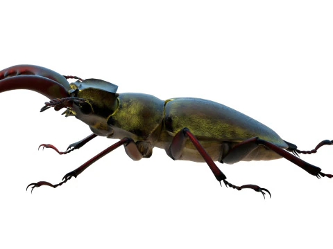 Lucanus maculifemoratus stag beetle 3D Model