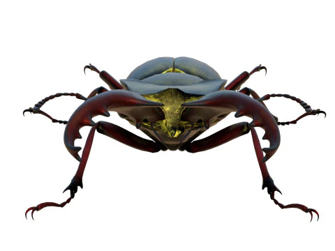 Lucanus maculifemoratus stag beetle 3D Model