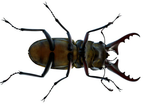 Lucanus maculifemoratus stag beetle 3D Model