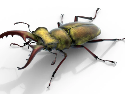 Lucanus maculifemoratus stag beetle 3D Model