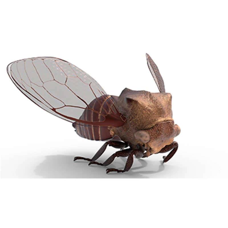 Machaerotypus sibiricus insect 3D Model .c4d .max .obj .3ds .fbx .stl .blend 