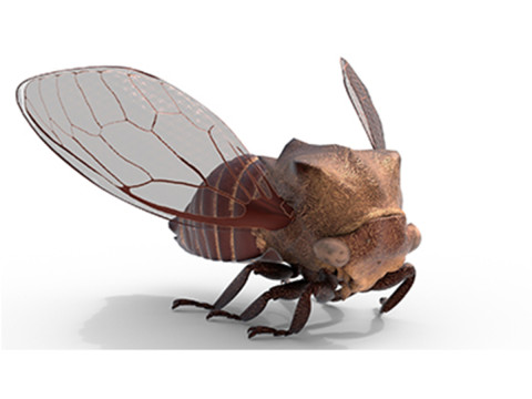Machaerotypus sibiricus insect Modelo 3D