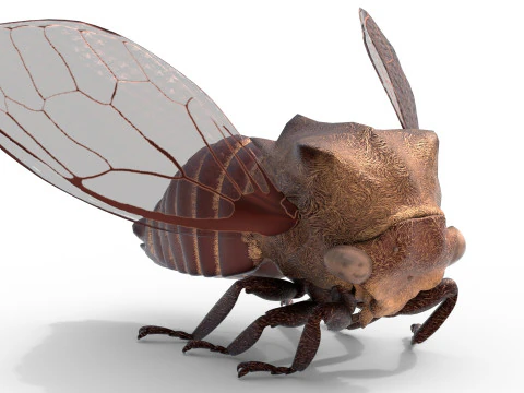 Machaerotypus sibiricus insect 3D Model