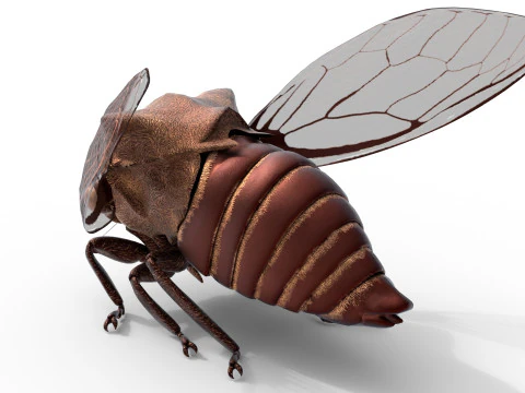 Machaerotypus sibiricus insect 3D Model