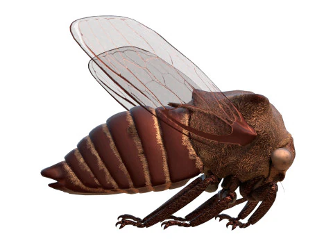 Machaerotypus sibiricus insect 3D Model