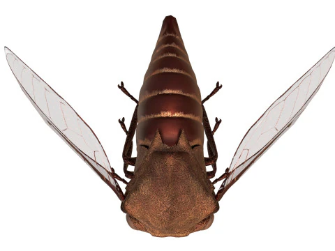 Machaerotypus sibiricus insect 3D Model