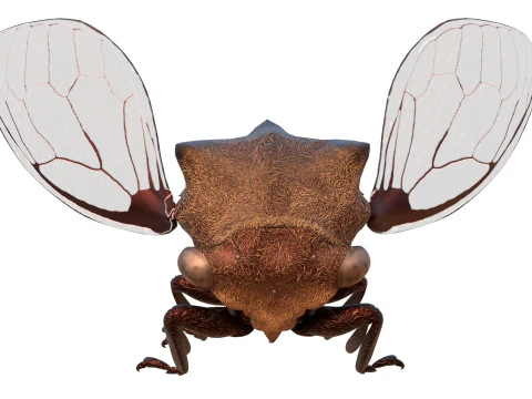Machaerotypus sibiricus insect 3D Model