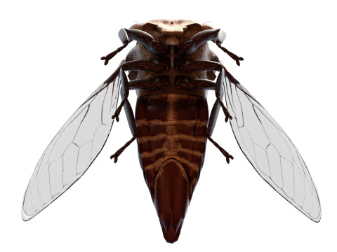 Machaerotypus sibiricus insect 3D Model
