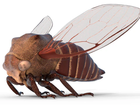 Machaerotypus sibiricus insect 3D Model
