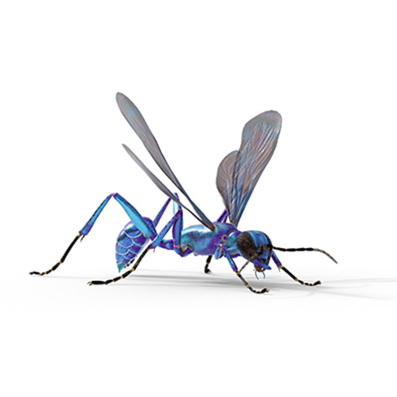 Metallic Blue Mud Dauber Wasp 3D Model .c4d .max .obj .3ds .fbx .stl .blend