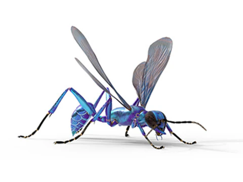 धात्विक नीली मिट्टी डाउबर ततैया 3D मॉडल