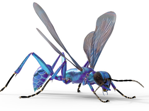 Metallic Blue Mud Dauber Wasp 3D Model