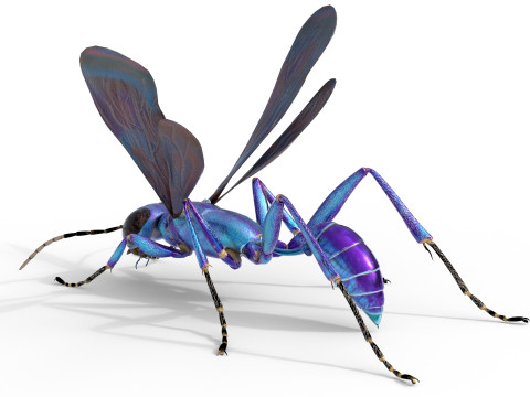 Metallic Blue Mud Dauber Wasp 3D Model