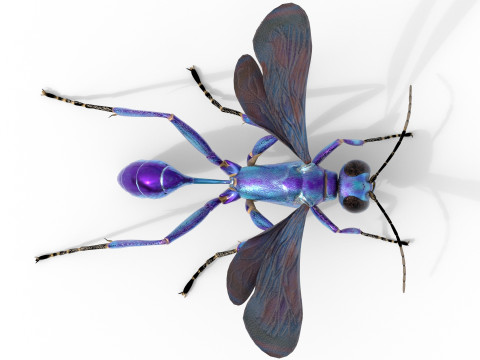Metallic Blue Mud Dauber Wasp 3D Model