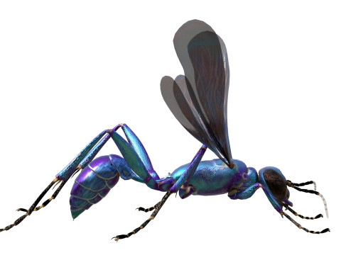 Metallic Blue Mud Dauber Wasp 3D Model