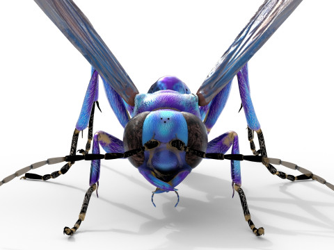 Metallic Blue Mud Dauber Wasp 3D Model