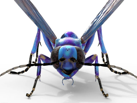 Metallic Blue Mud Dauber Wasp 3D Model