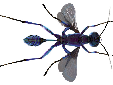 Metallic Blue Mud Dauber Wasp 3D Model