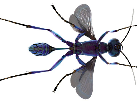 Metallic Blue Mud Dauber Wasp 3D Model