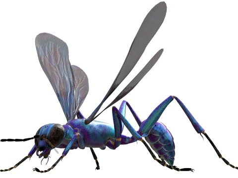 Metallic Blue Mud Dauber Wasp 3D Model