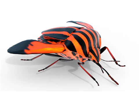 मिनस्ट्रेल बग 3D मॉडल