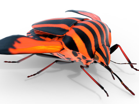 Minstrel bug 3D मॉडल
