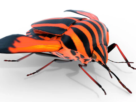 Minstrel bug 3D Model