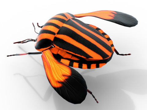 Minstrel bug 3D मॉडल